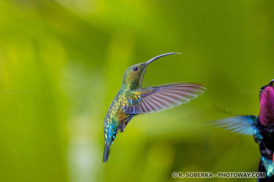 Image Photo d'un Colibri photos colibri Falle vert images de colibris