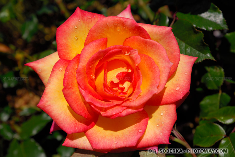 NZEL06_441-rose-geante.jpg