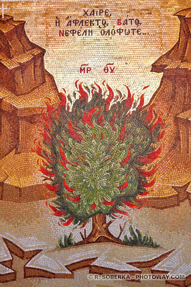 Photo of the burning bush the burning bush