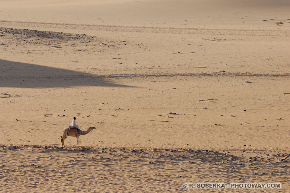 dromedary in desert dromedary in desert
