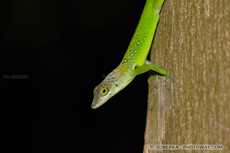 Green Anoli Lizard