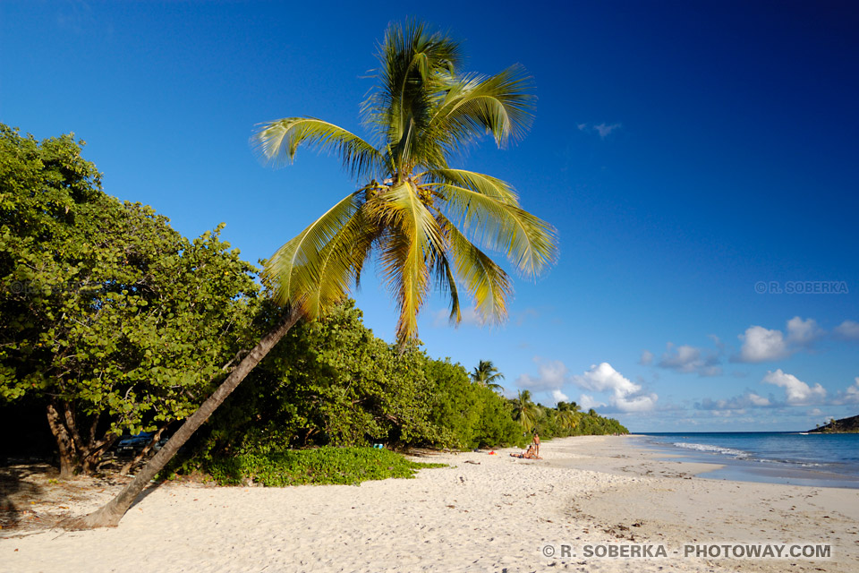 Anse à Prunes wild beaches Martinique