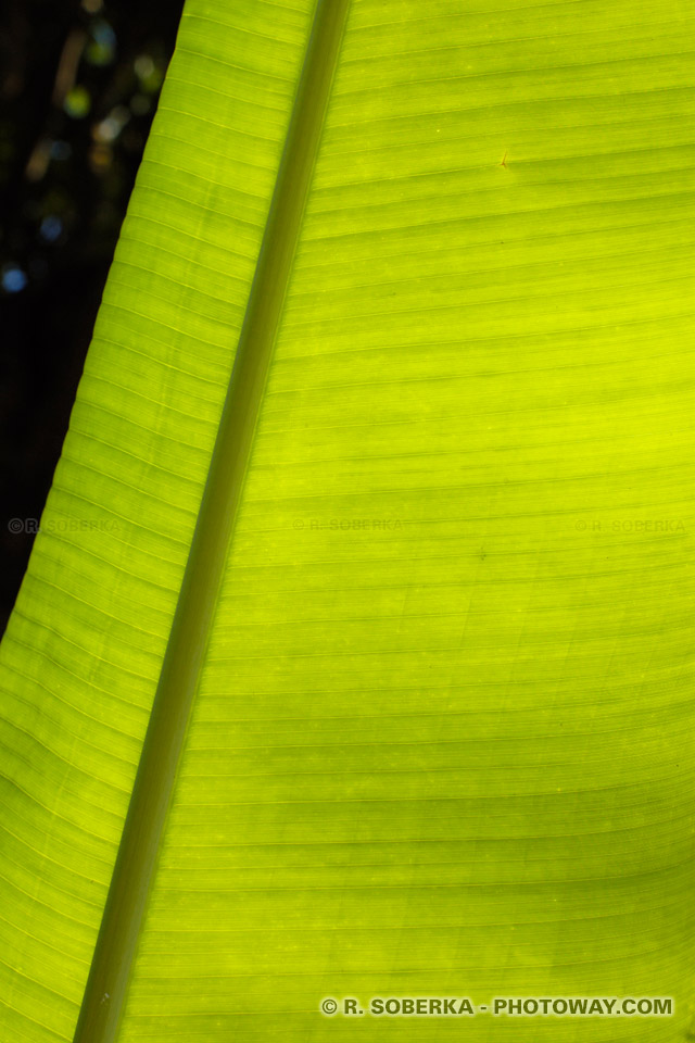 Banana leaf