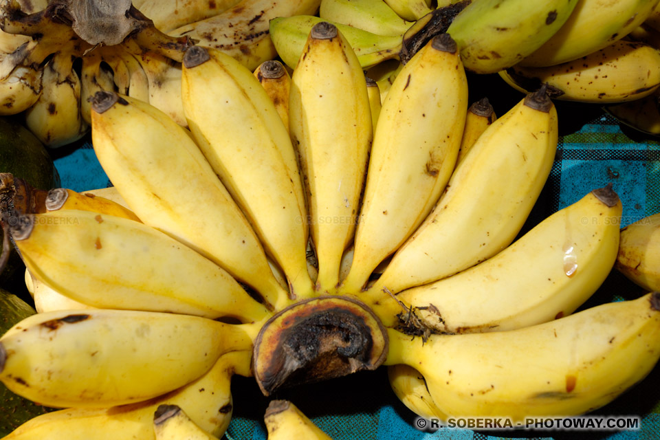 banana photo of sweet fig banana