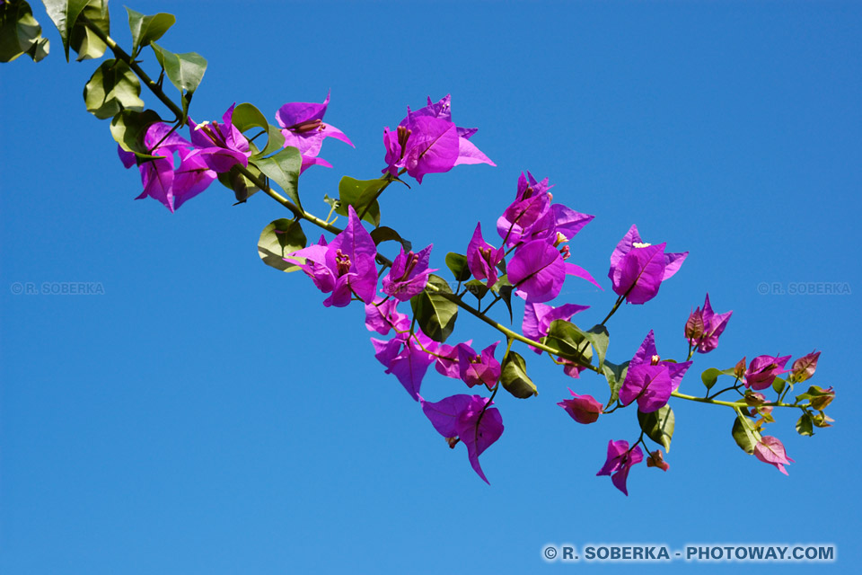 Bougainvillea tropical flowers photo