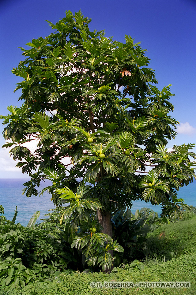 breadfruit tree