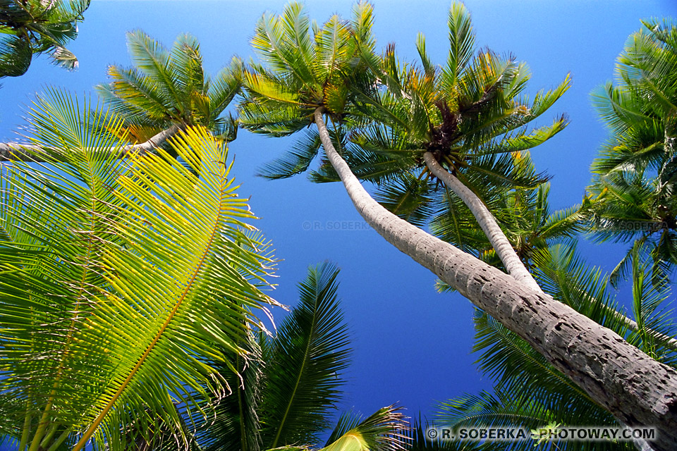 Martinique coconut trees