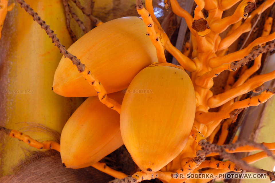 young coconuts