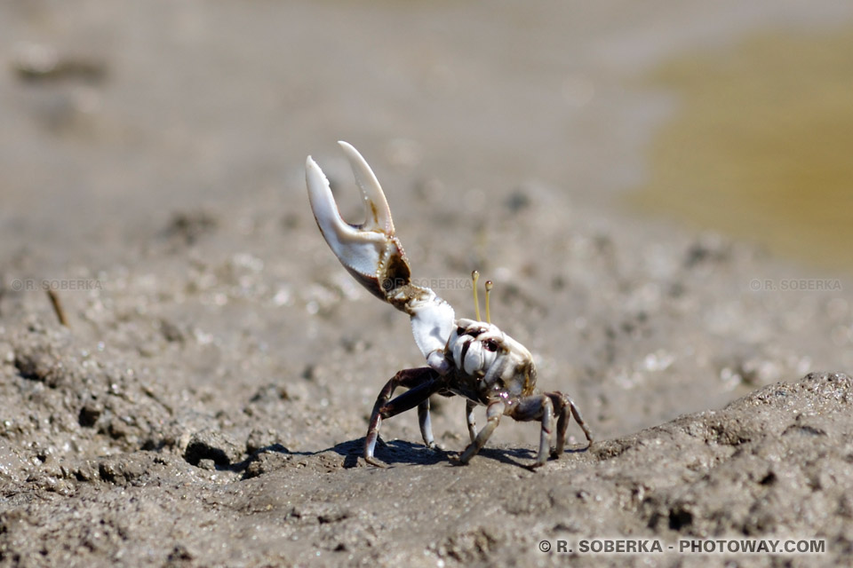 violinist crab photo crab cé ma faute