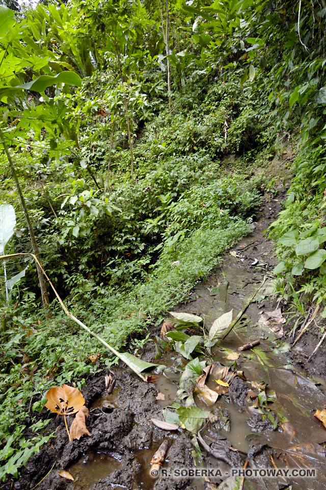 Dangerous trails photos Martinique