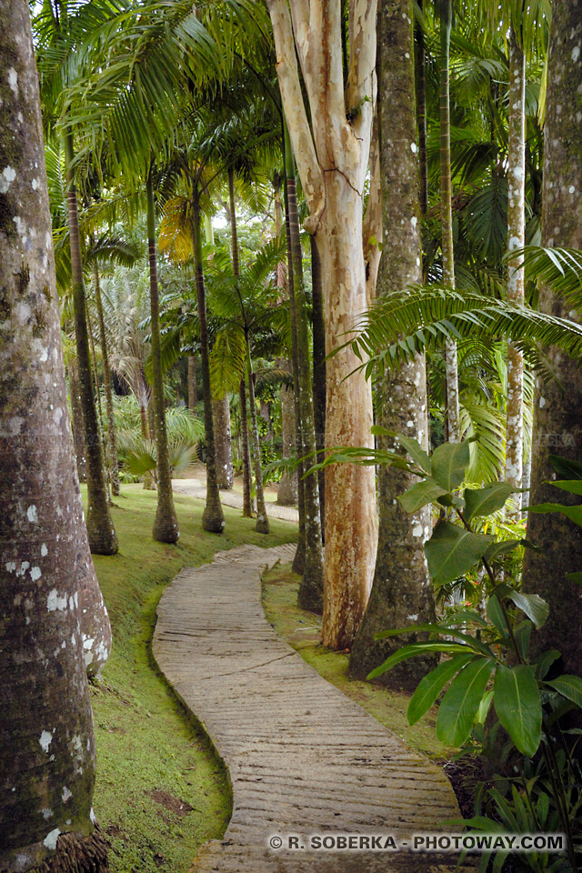 exotic plants Martinique