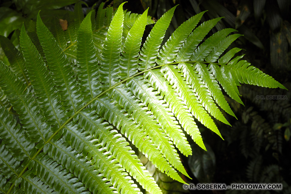 Fern Photos