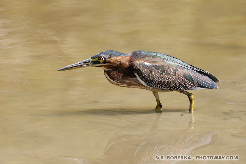 Green Heron