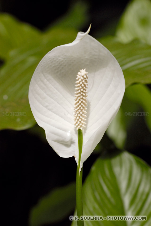 Hawaiian 'Mouchoir' Flower