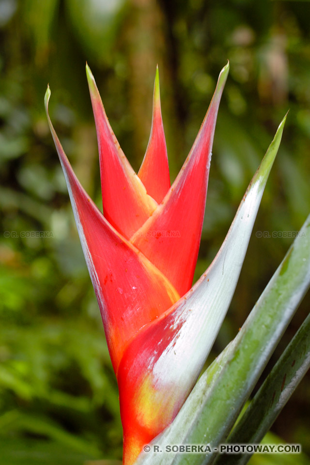 Heliconia flower