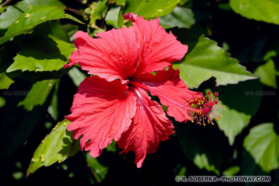 Hibiscus