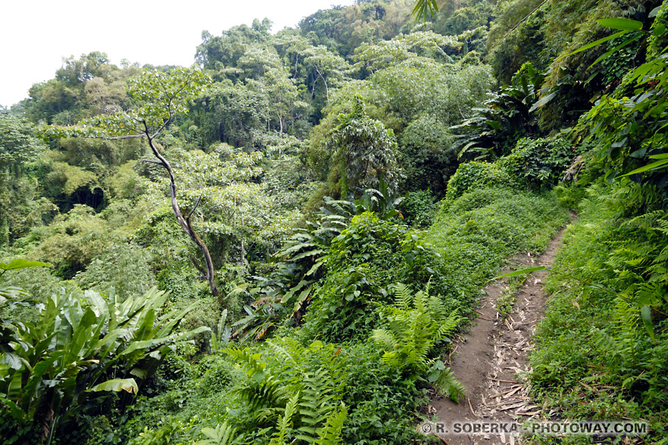 Hike from Grand Rivière to Anse Couleuvre in Martinique