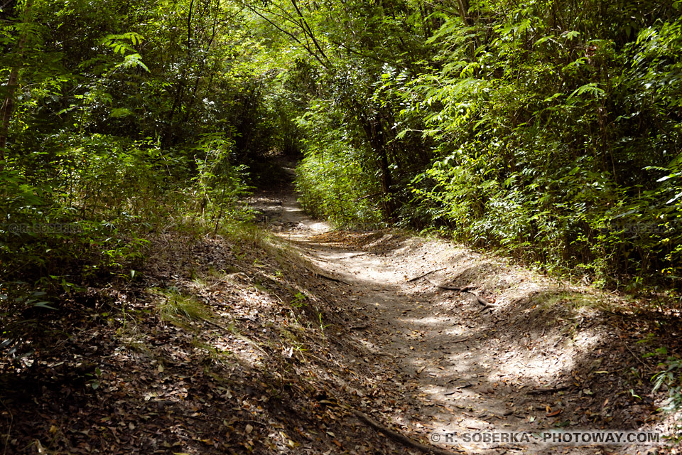 Hiking in Martinique