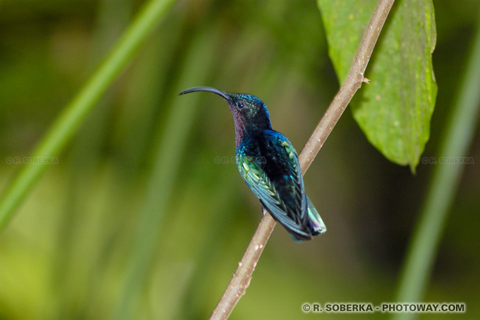 Hummingbird fly bird photos