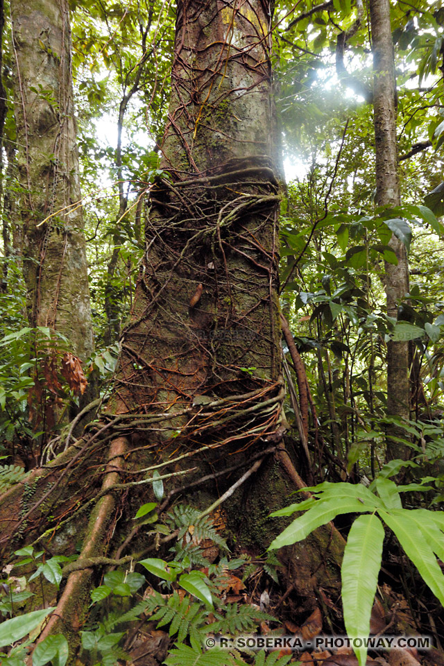 Tropical jungle photo in Martinique