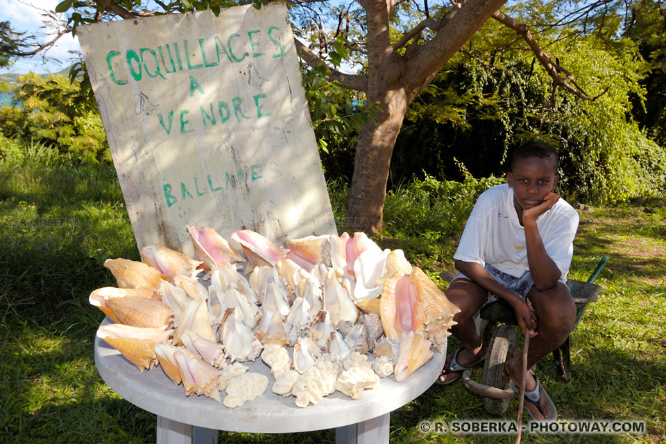 lambis shells