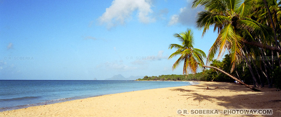 leaning coconut trees Martinique