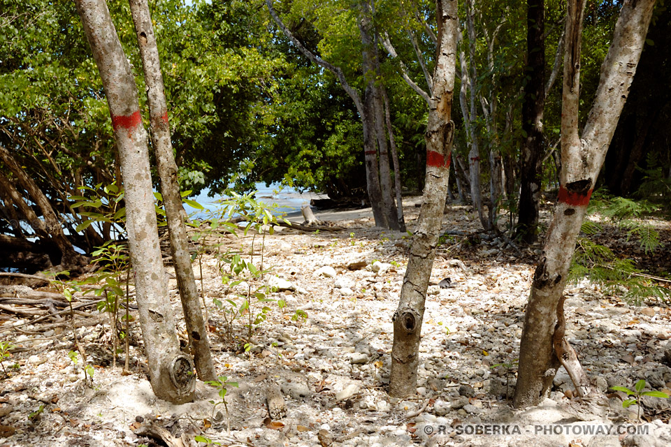 Manchineel tree, toxic tree