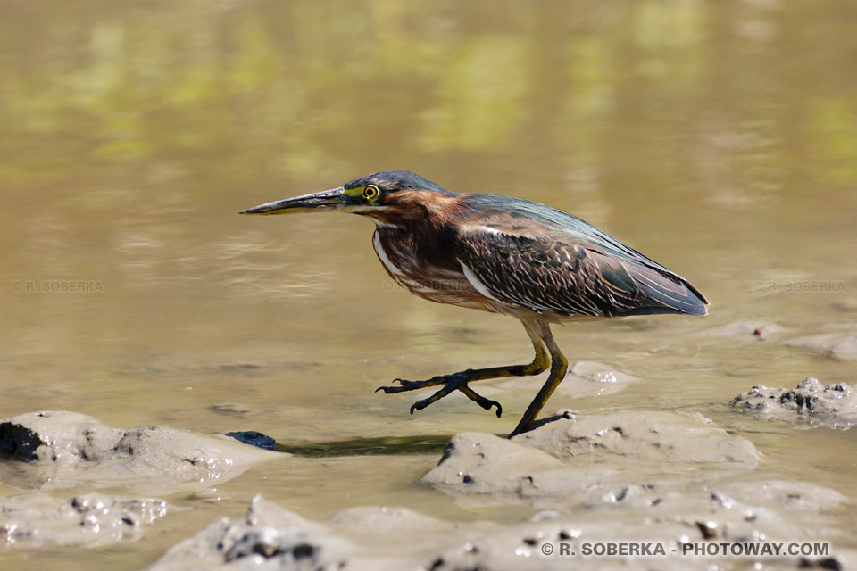 Mangrove Photos