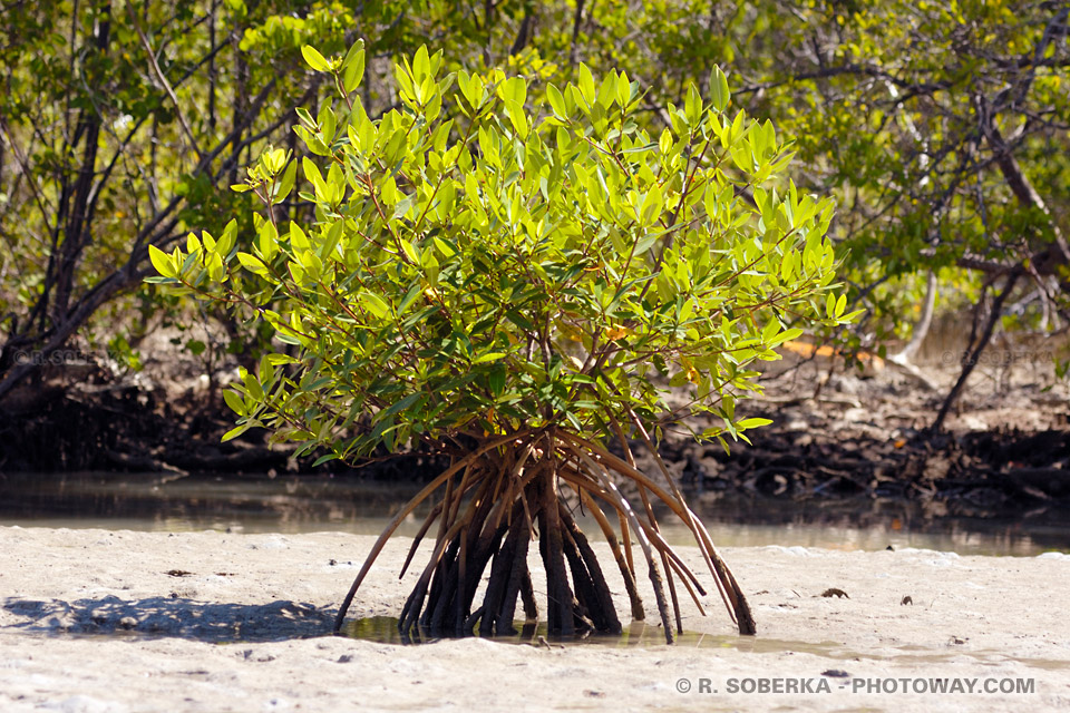 mangrove-tree