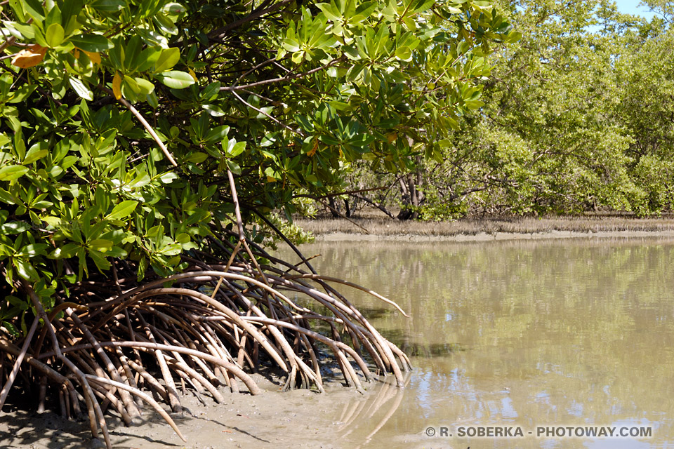 Mangrove