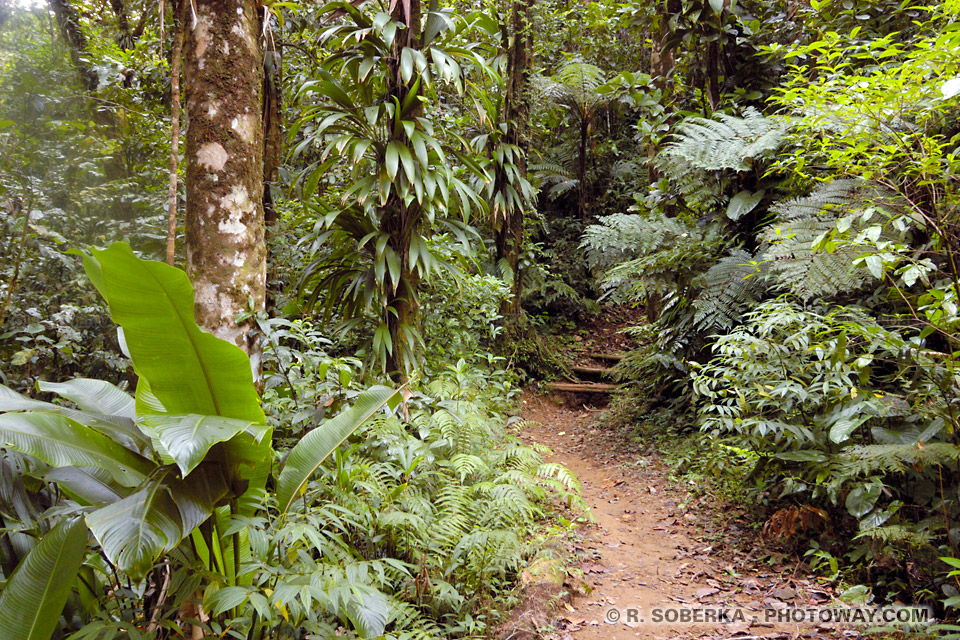 hikes in Martinique