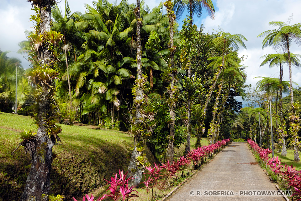 tropical plants photo Nature House Martinique