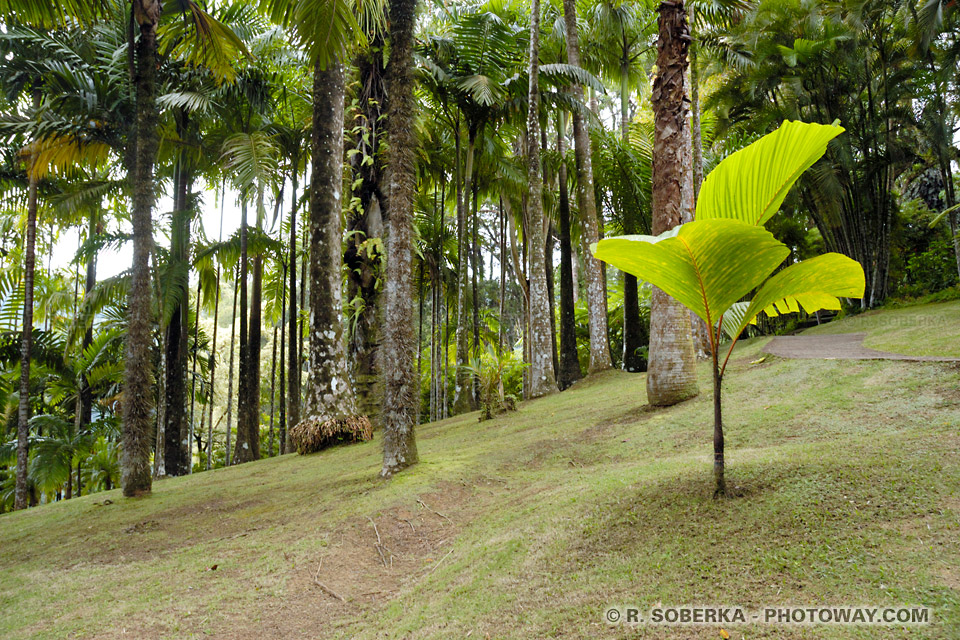 Balata garden palm grove