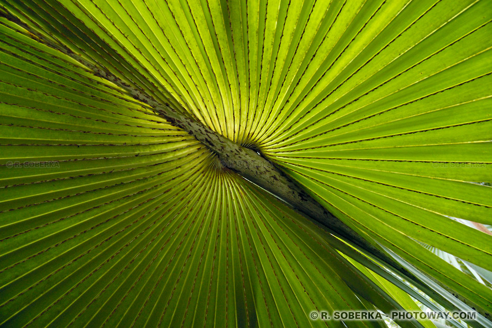 palm leaf