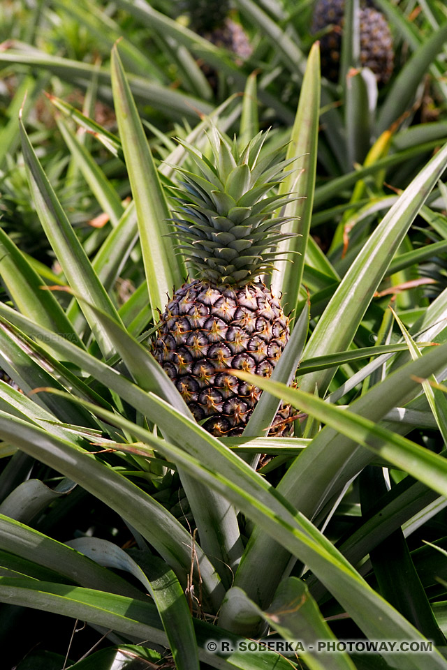 photo of a pineapple