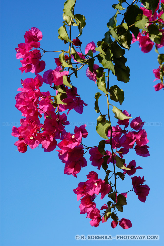 bougainvillea