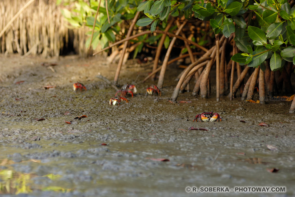 red crabs photo red crab touloulou Martinique