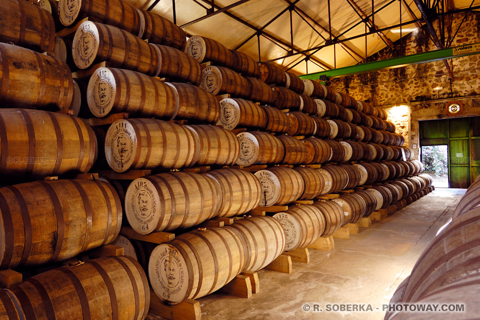 Oak Barrels Photo Old Rum