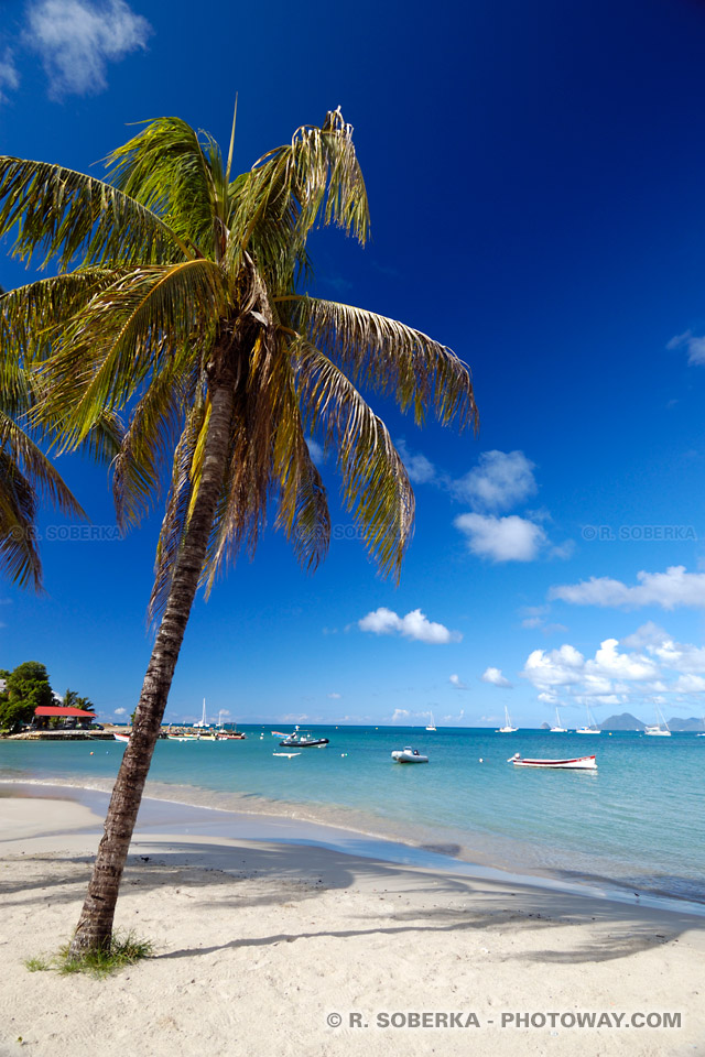 Beach palm tree - Martinique Guide