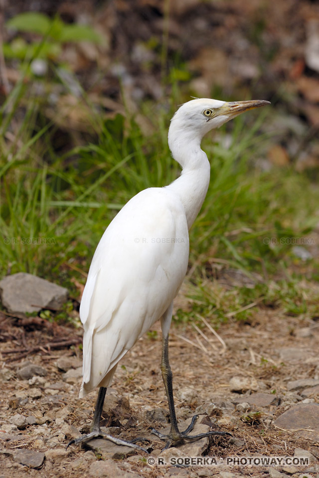 Snowy Egret - bird Caribbean