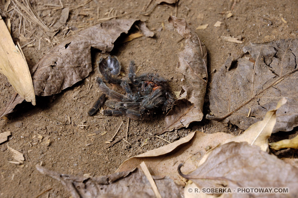 Tarantulas spider photo Matoutou