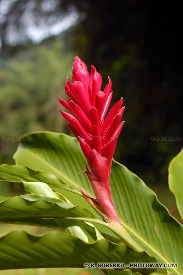 tropical flower