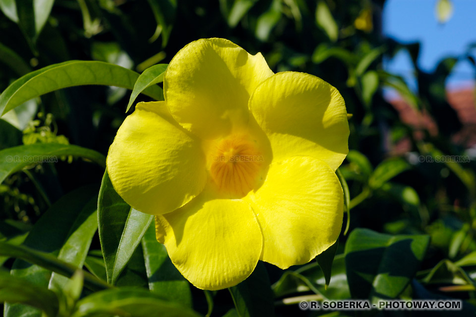 tropical flowers Photo Library