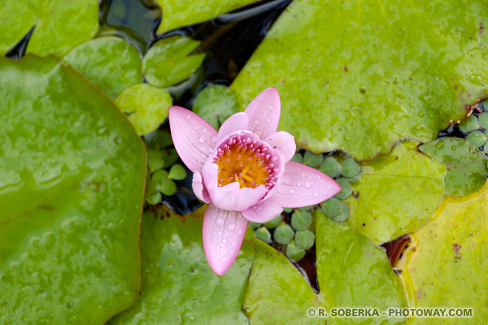 water lily photo of a water lily flower