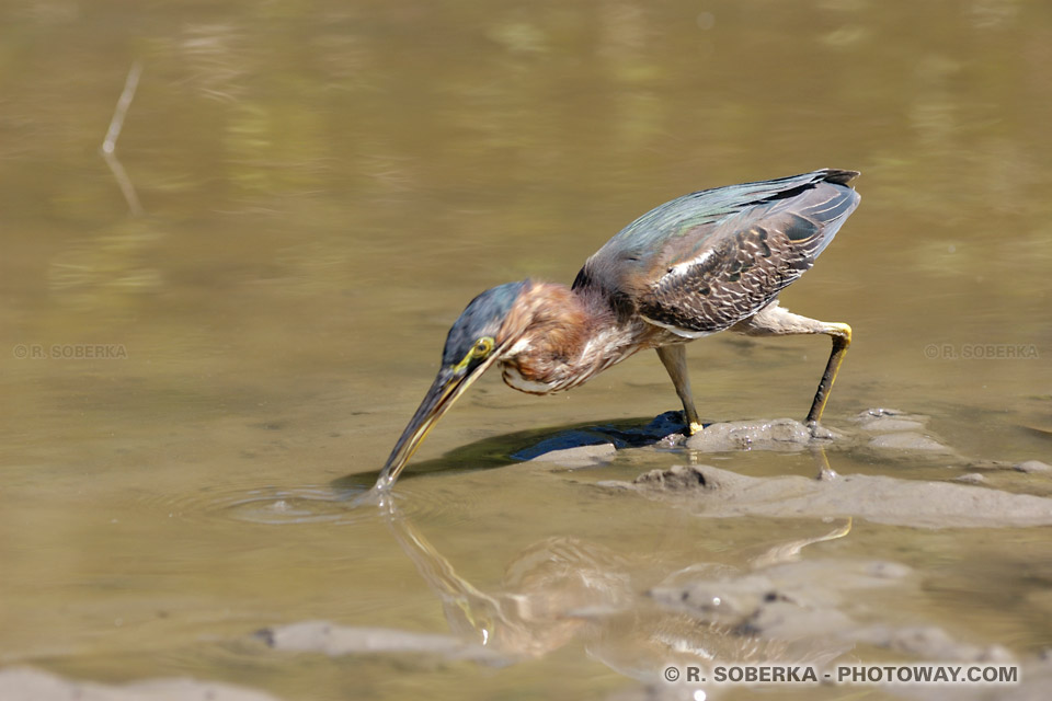 Wildlife of the mangrove