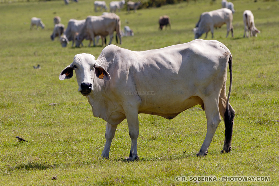 Zebu