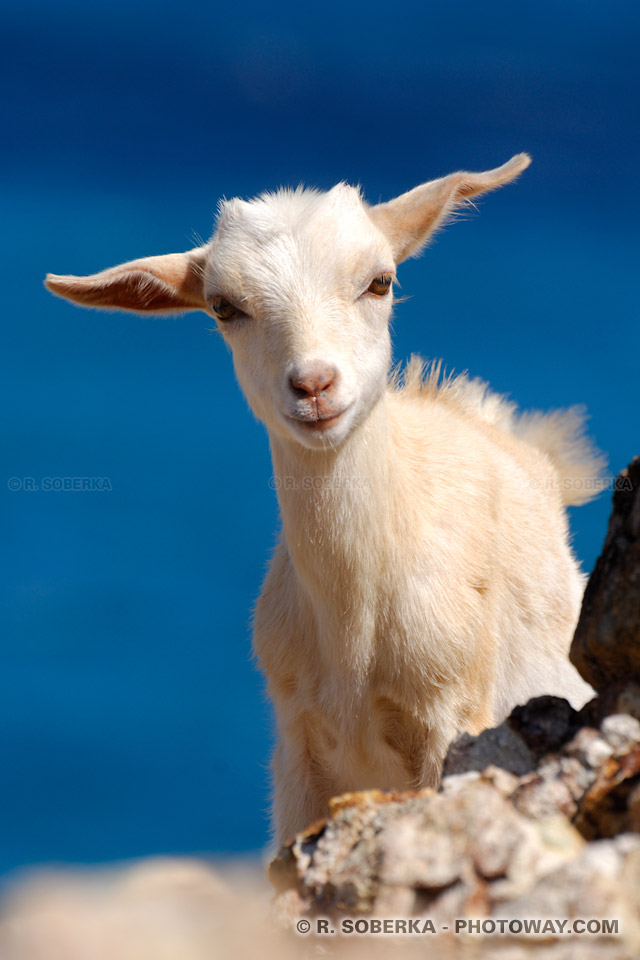 Kid Goat