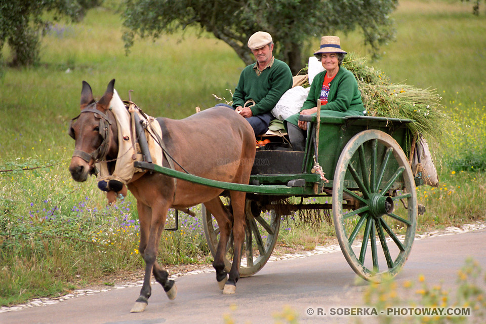 Portuguese Farmers in a horse-drawn cart