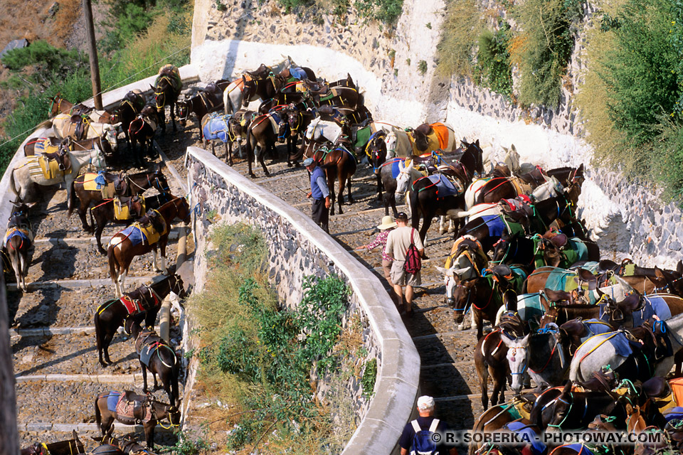 Reportage on donkeys in Santorini