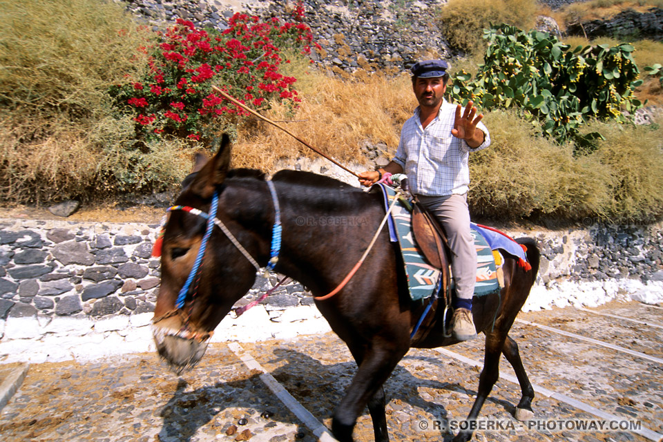 Donkey tour in Santorini